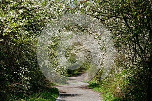 An alley framed by blooming apple trees