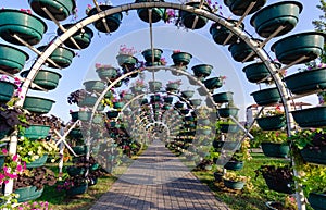 alley of fresh flowers in the city central park Grozny Chechnya