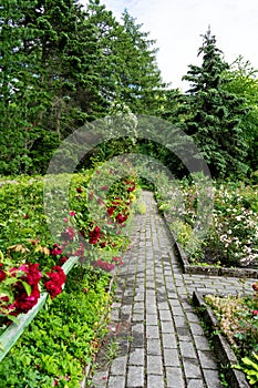 An alley in the garden with blooming roses. flower garden.