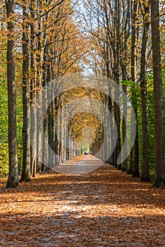 Alley at the gardens of Schwetzingen palace in Germany during sunny summer day