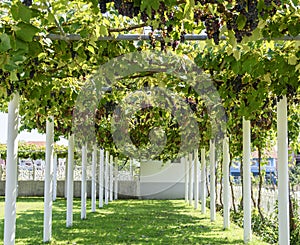 Alley with grape vine-covered pergola