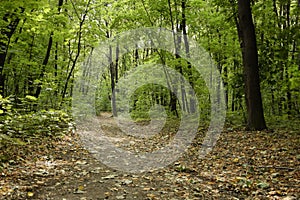 Alley through the green forest in Vinnovskaya grove, Ulyanovsk, Russia