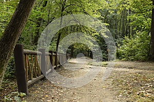 Alley through the green forest in Vinnovskaya grove, Ulyanovsk, Russia