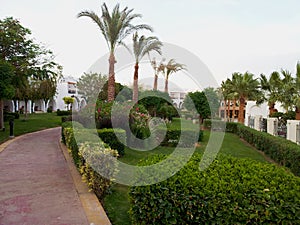 Alley with green plants near the building