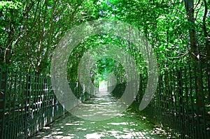 Alley of green trees with path line in Versailles garden, summer time, sunny day, road to nowhere