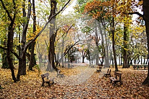 Alley in Herastrau park in autumn colors.