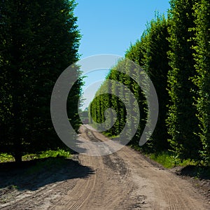 Alley of hornbeam photo