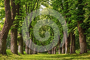 Alley of huge old chestnut trees, outdoor background