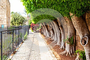 Alley of large ficus trees with twisted roots on shady street on sunny day. Batroun. Lebanon