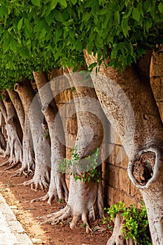 Alley of large ficus trees with twisted roots on shady street on a sunny day. Batroun. Lebanon