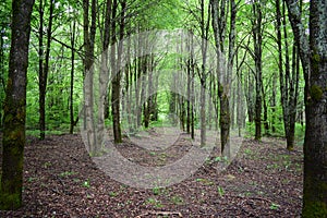 Alley in a lime grove. Deciduous forest. Green grass. Linden is an extremely beautiful unique