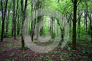 Alley in a lime grove. Deciduous forest. Green grass. Linden is an extremely beautiful unique