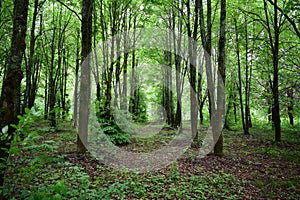 Alley in a lime grove. Deciduous forest. Green grass. Linden is an extremely beautiful unique