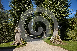 Alley of lime trees in the palace garden of Egeskov near Kvaerndrup, island of Funen, Denmark photo