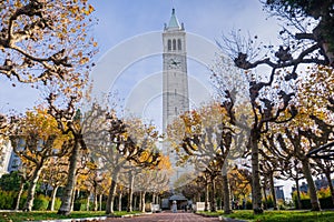 Alley lined up with autumn colored trees; Sather Campanile tower in the background photo