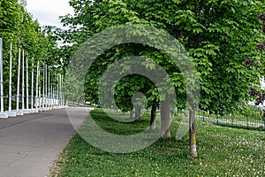 An alley of live trees along the sidewalks in the courtyards