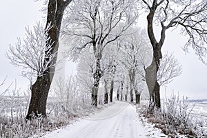 Alley in Masuria in Winter