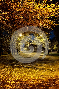 Alley in the night, autumn park