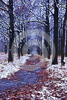 Alley of oak trees in the park in the late autumn and the snow