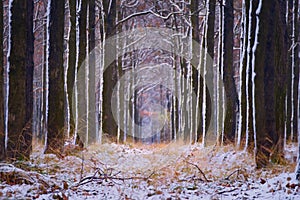 Alley of oak trees in the park in the late autumn and the snow