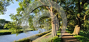 Alley of old elms in the evening light photo