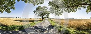 Alley with old oak trees and old road in Usedom