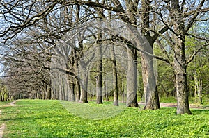 Alley of old oaks in early spring in the forest