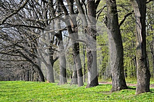 Alley of old oaks in early spring in the forest