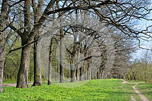 Alley of old oaks in early spring in the forest