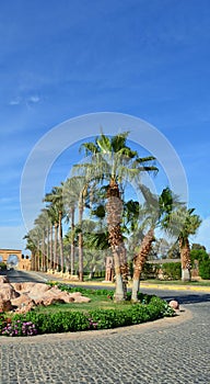 Alley of palm trees along the road against a blue sky.