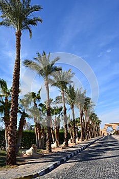 Alley of palm trees along the road against a blue sky.