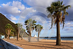An alley of palm trees on the Atlantic Ocean on the background of a mountain and people in a public place