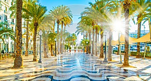 Alley of palm in sunny Alicante, Spain photo