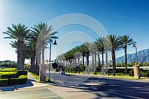 Alley of palms in the streets of Ontario, California