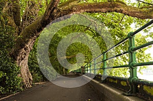 An alley in a park