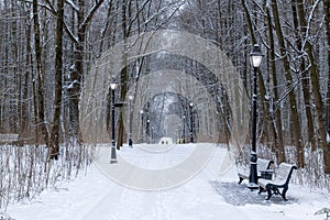 Alley with Park benches and street lamps, trees covered by heavy snow.