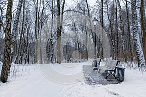 Alley with park benches and trees covered by heavy snow.