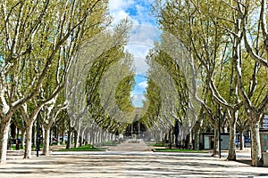 Alley in the park of Perpignan. France