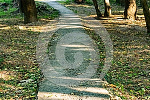 An alley and path among green vegetation, grass and trees with shrubs and part of the road ennobled