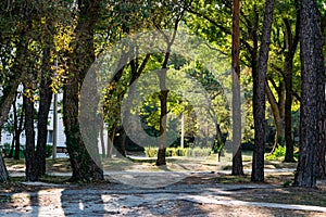 An alley and path among green vegetation, grass and trees with shrubs and part of the road ennobled