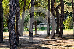 An alley and path among green vegetation, grass and trees with shrubs and part of the road ennobled