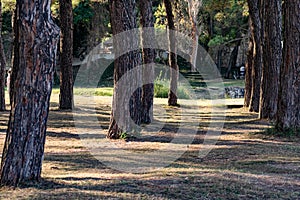 An alley and path among green vegetation, grass and trees with shrubs and part of the road ennobled