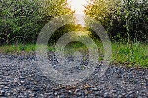 An alley and path among green vegetation, grass and trees with shrubs and part of the road ennobled