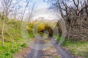 An alley and path among green vegetation, grass and trees with shrubs and part of the road ennobled