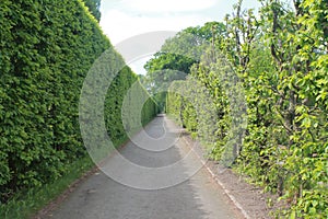 An alley a path in the Park a line of clipped bushes and spherical