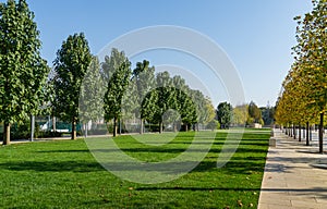 Alley of Paulownia tomentosa or Empress tree princess or foxglove tree and green lawn in city park Krasnodar.