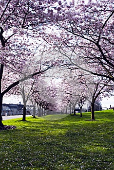 Alley pink spring flowering blooming trees on waterfront in Port