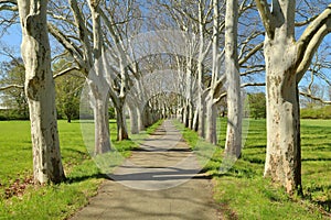 The alley of plane trees Platanus hispanica