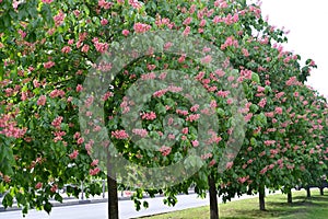 Alley planting of a flowering horse chestnut meat-red Aesculus Ã—carnea Zeyh. on a city street