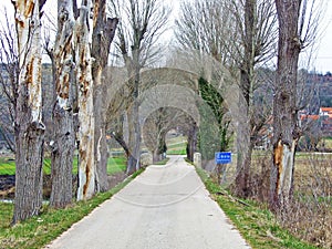 Alley of poplar trees at the foot of the hill with the Ivan Mestrovic Mausoleum, Otavice - Croatia photo